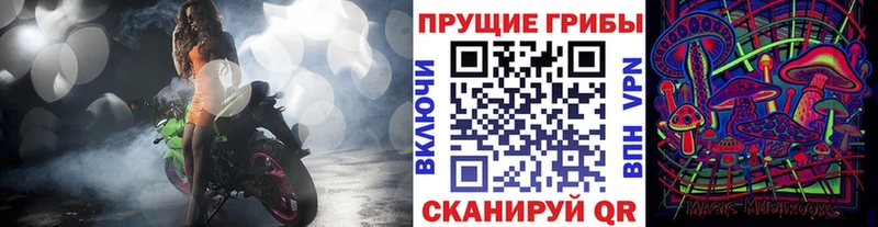 купить наркотики цена  Новосокольники  Псилоцибиновые грибы Psilocybe 